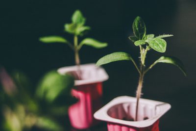 Cultivar tomates I: de la semilla al plantado